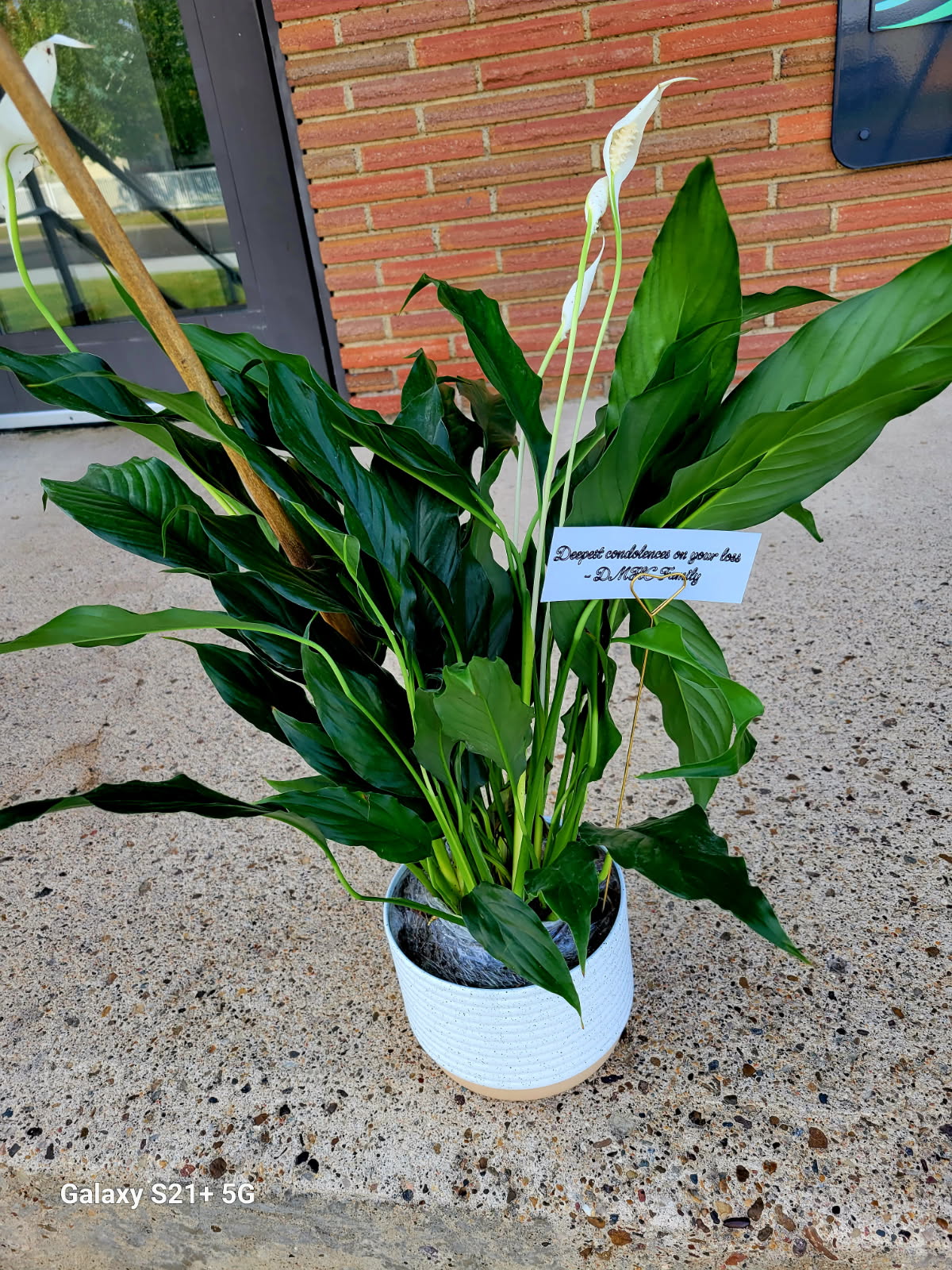 Peace Lilly