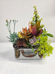 Antique Succulents